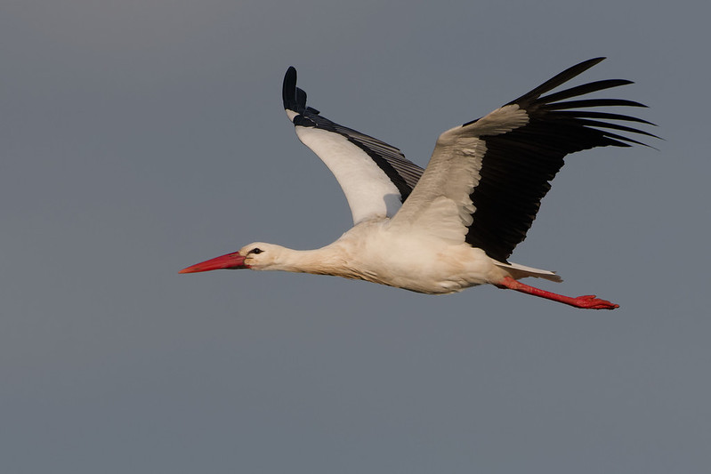 Cigogne blanche.jpg